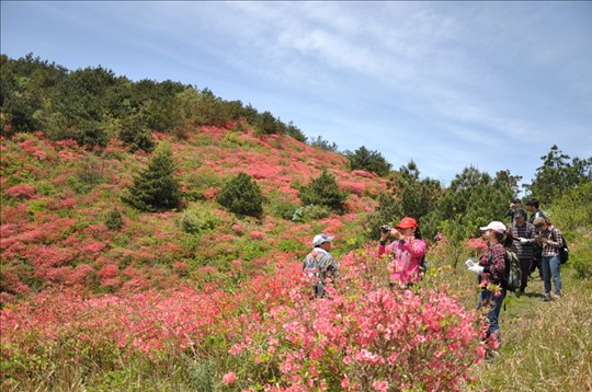 岳西发现千亩原生态映山红